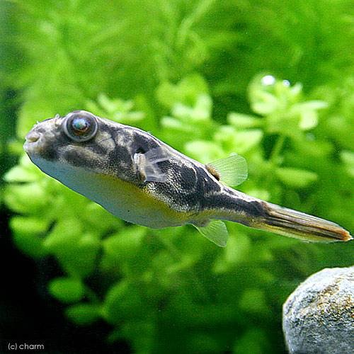 （熱帯魚）テトラオドン・ムブ　Ｓサイズ（１匹）　北海道・九州航空便要保温　ＣＲＣ13―51―00―00―00