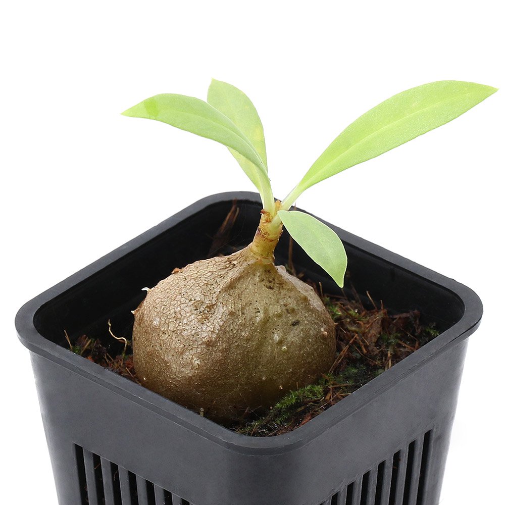 （観葉植物）ミルメコディアｃｆ．ツベローサ　ｌａｎｃｅｏｌａｔａ　Ｗｅｓｔ　Ｐａｐｕａ（１ポット）　ＣＲＣ12―88―01―00―00