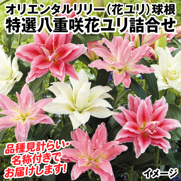 花ユリ 球根 特選八重咲花ユリ詰合せ 20球