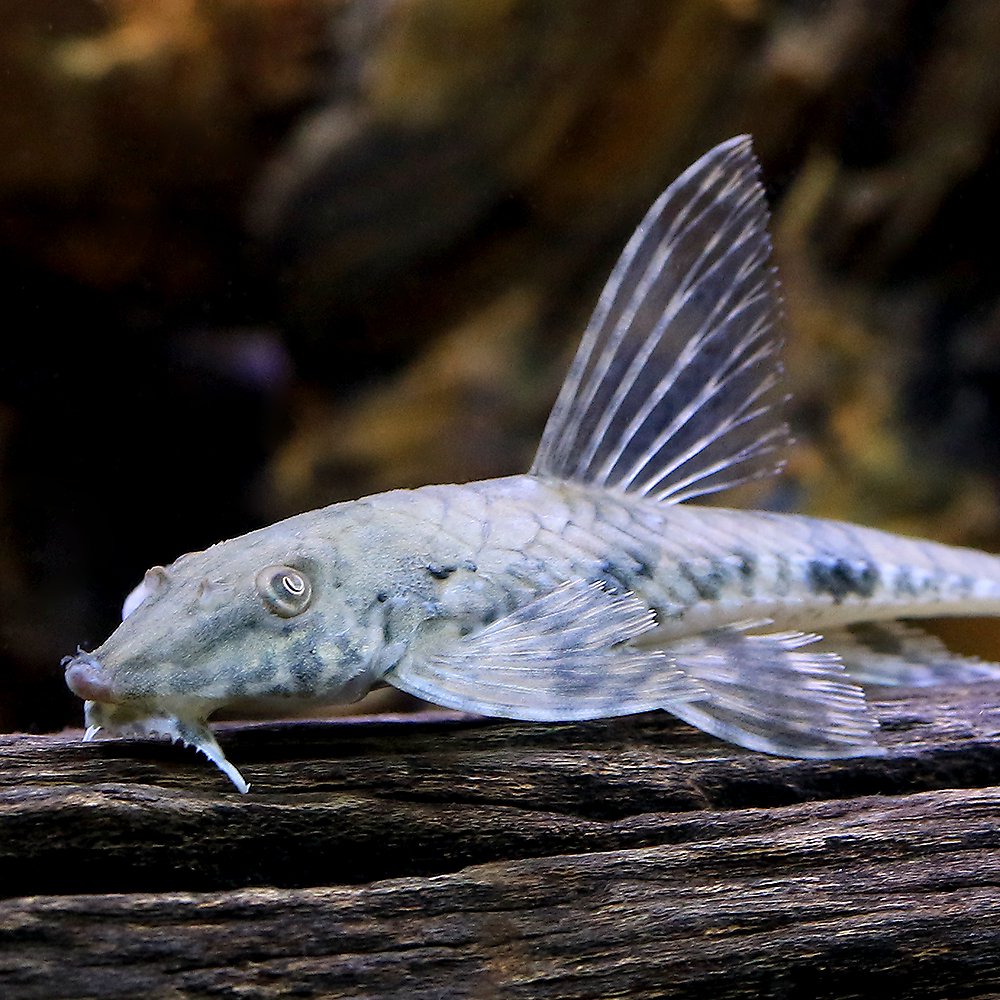 （熱帯魚）リネロリカリアｓｐ．リオ・カショーホ（１匹）　北海道・九州航空便要保温　ＣＲＣ13―40―20―00―00