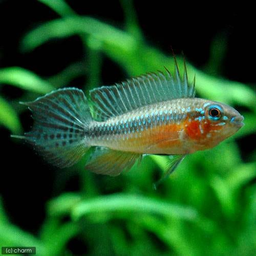（熱帯魚）アピストグラマ・エリザベサエ　スーパーレッド（１ペア）　北海道・九州航空便要保温　ＣＲＣ13―28―16―00―00
