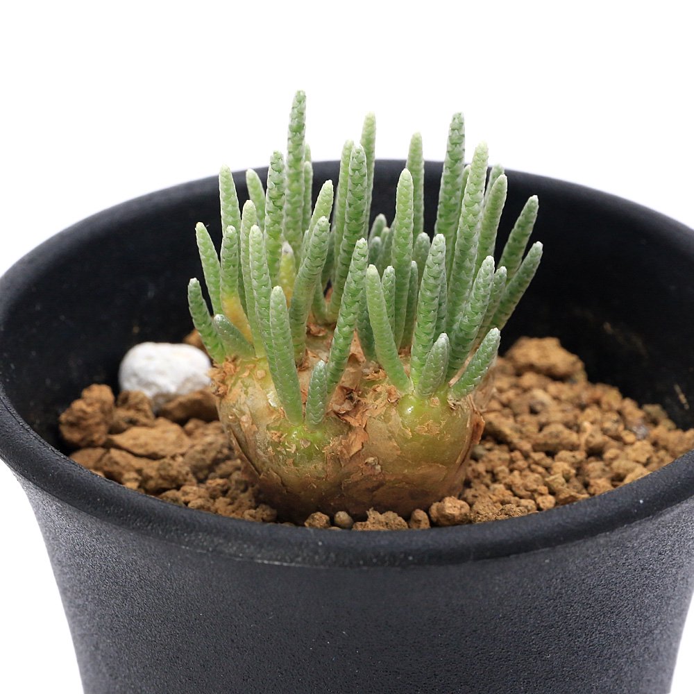 （多肉植物）アボニア　クイナリアｓｓｐ．　アルストニー　赤花　Ｍサイズ（１鉢）　ＣＲＣ15―60―95―00―00