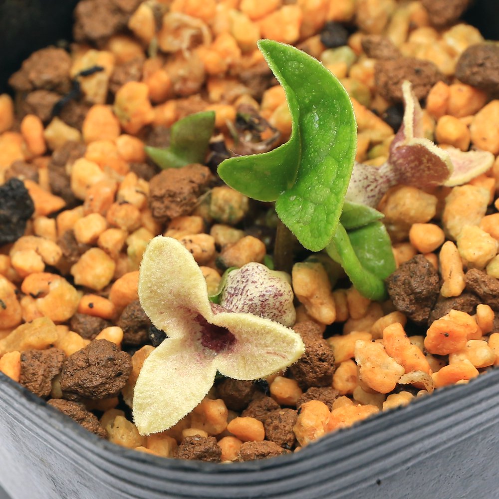 （山野草）カンアオイ（寒葵）シシキカンアオイ（志々枝寒葵）３号（１ポット）　ＣＲＣ15―35―40―00―00