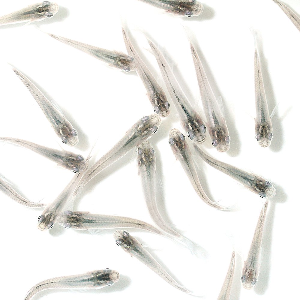 （めだか）青メダカ（１００匹）　ＣＲＣ60―20―11―40―00