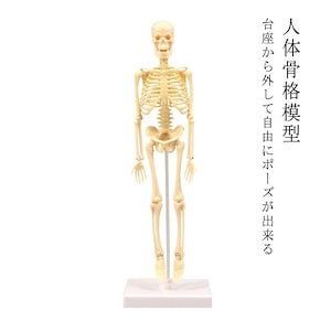 人体骨格模型