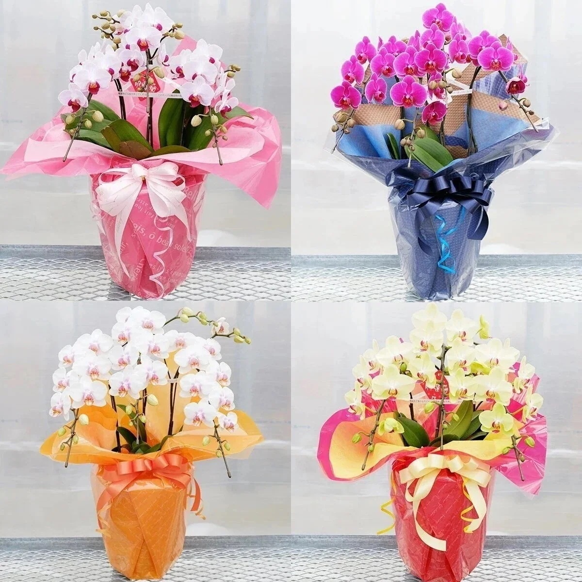 【華てまり】胡蝶蘭 ミディ 3本立 (鉢も付属) 熊本県産（なかがわ農園） 常温便 同梱不可 指定日不可