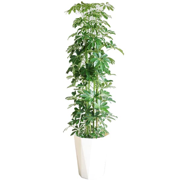 シェフレラ 青 10号 ホンコンカポック 観葉植物 本物 インテリア 大型 オシャレ大きい 尺鉢
