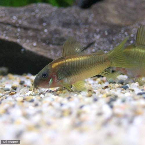 （熱帯魚）コリドラス・イルミネータス　ゴールド（ブリード）（３匹）　北海道・九州航空便要保温　ＣＲＣ13―36―20―00―00