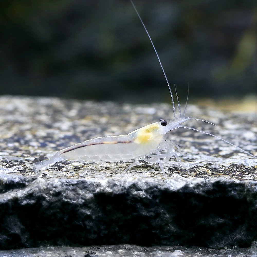 （エビ）ヤマトヌマエビ　スノーホワイト（１０匹）　ＣＲＣ13―70―20―00―00