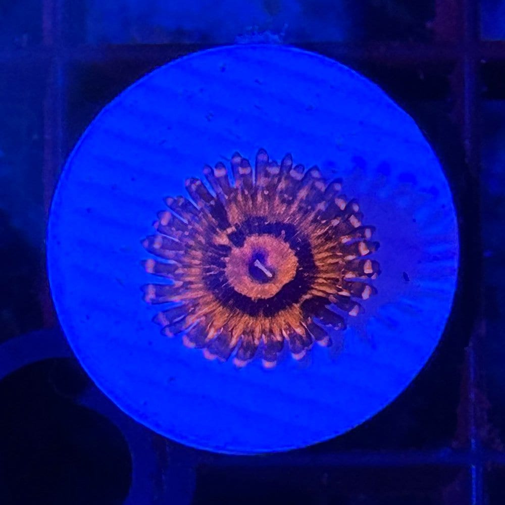 （サンゴ）マメスナギンチャク　ダースモール　プラグ付き（１個）　北海道・九州航空便要保温　ＣＲＣ26―50―50―70―00