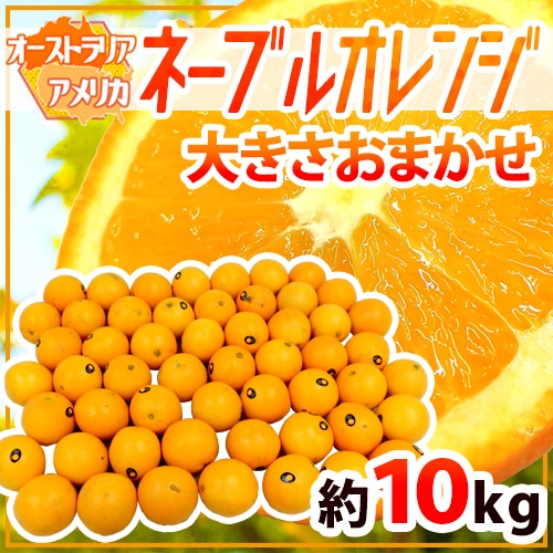 =ネーブルオレンジ= 約10kg 大きさおまかせ アメリカ/オーストラリア産 予約 入荷次第発送