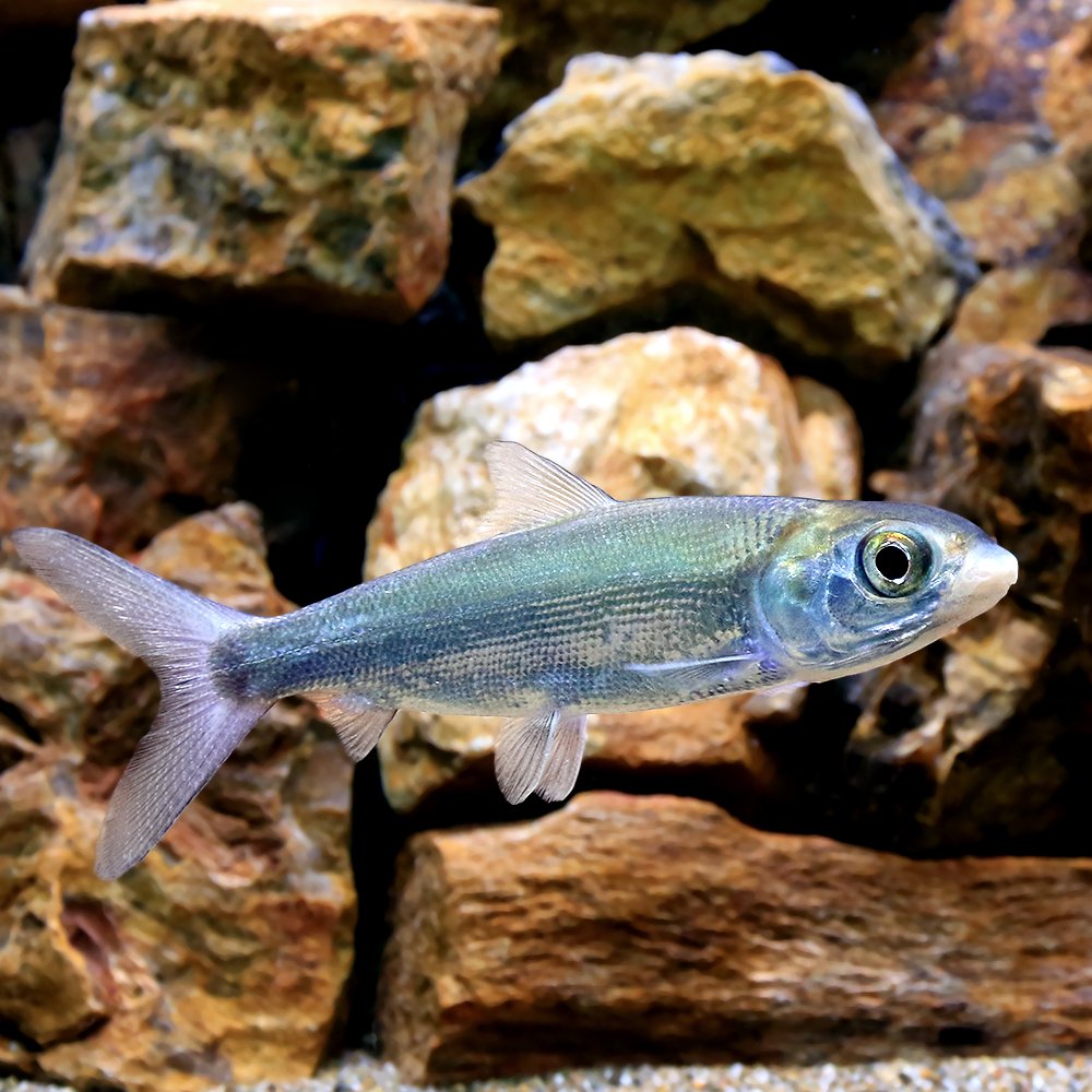 （熱帯魚）サバヒー（ミルクフィッシュ）（１匹）　北海道航空便要保温　ＣＲＣ13―56―90―00―00