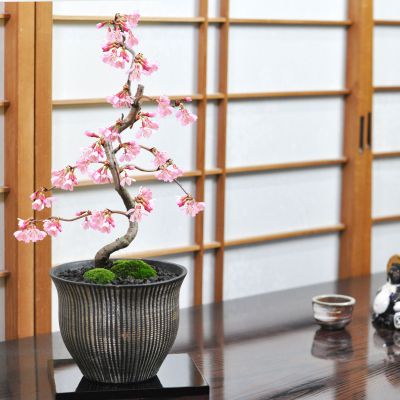 おかめ桜【盆栽 桜 豪華 盆景 風景を楽しむ初めてでも安心の育て方冊子と肥料付き 父の日敬老の日の贈り物にも ギフト 開店 お祝い 退職 ラッピング 母の日 父の日 敬老の日 誕生日】