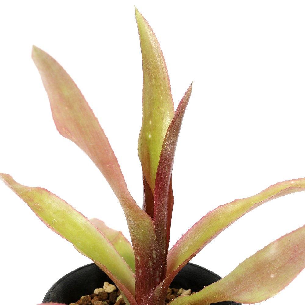 （観葉植物）ビルベルギア　’デリシオソ’　３号（１株）タンクブロメリア　ＣＲＣ15―30―20―22―00