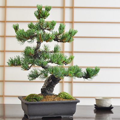 高松盆栽 五葉松 威風堂々 【盆栽 松 豪華 盆景 風景を楽しむ初めてでも安心の育て方冊子と肥料付き 父の日敬老の日の贈り物にも ギフト 開店 お祝い 退職 ラッピング 母の日 父の日 敬老の日 誕生