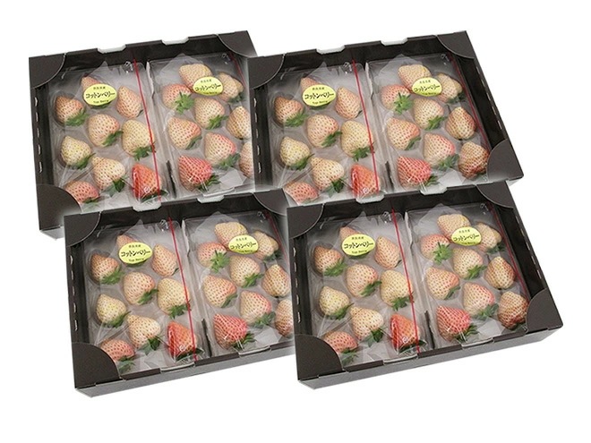 奈良県産 =白いちご コットンベリー= 2pcx4箱 （1pcあたり9-15粒前後 約250g）【予約 1月下旬以降】