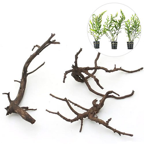 （水草）レイアウト素材水草セットＶｅｒ．極上流木　Ｓサイズ　（ミニポット　ボルビティス　ヒュディロティ（３ポット））（１セット）　ＣＲＣ12―23―30―00―00
