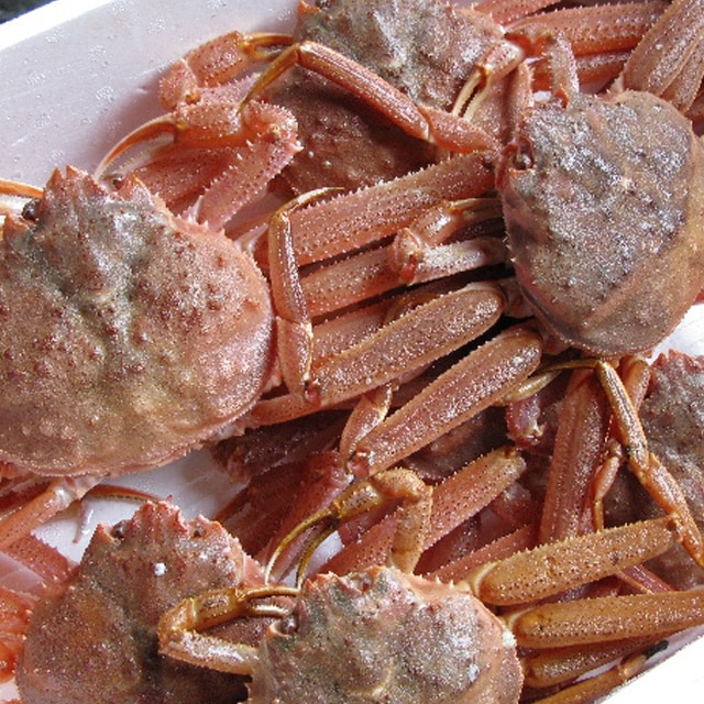 訳あり 活オオズワイガニ 2kg詰 身入り7割前後