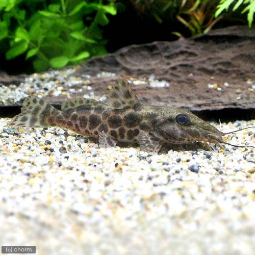 （熱帯魚）オーネイト・キャット（１匹）　北海道・九州航空便要保温　ＣＲＣ13―46―00―00―00