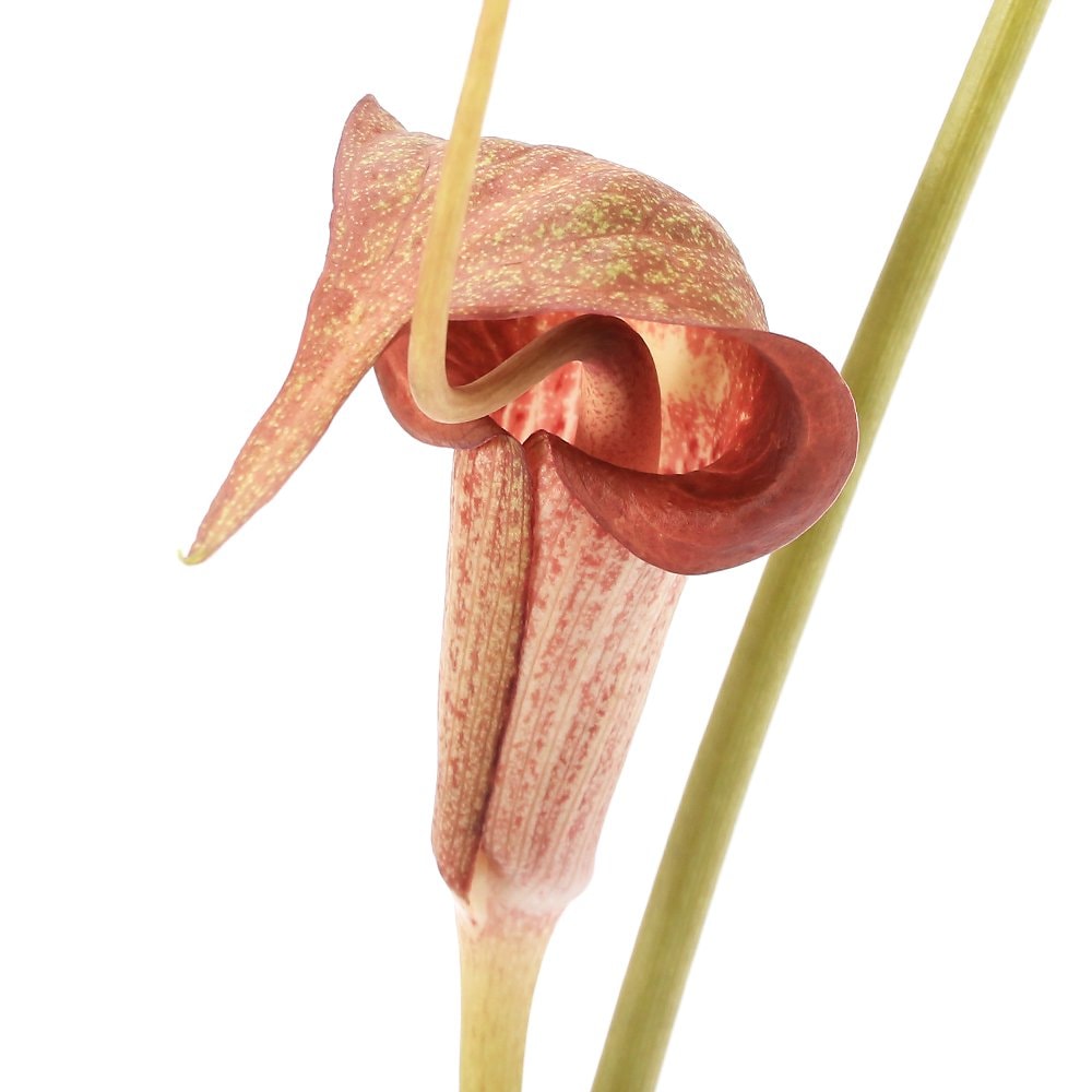 （山野草）赤花　ウラシマソウ　紀州産（赤花浦島草）３号（１ポット）　ＣＲＣ15―35―45―00―00