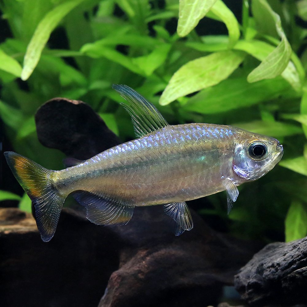 （熱帯魚）レッドテールサファイアコンゴテトラ（ワイルド）（１ペア）　北海道・九州航空便要保温　ＣＲＣ13―20―15―00―00