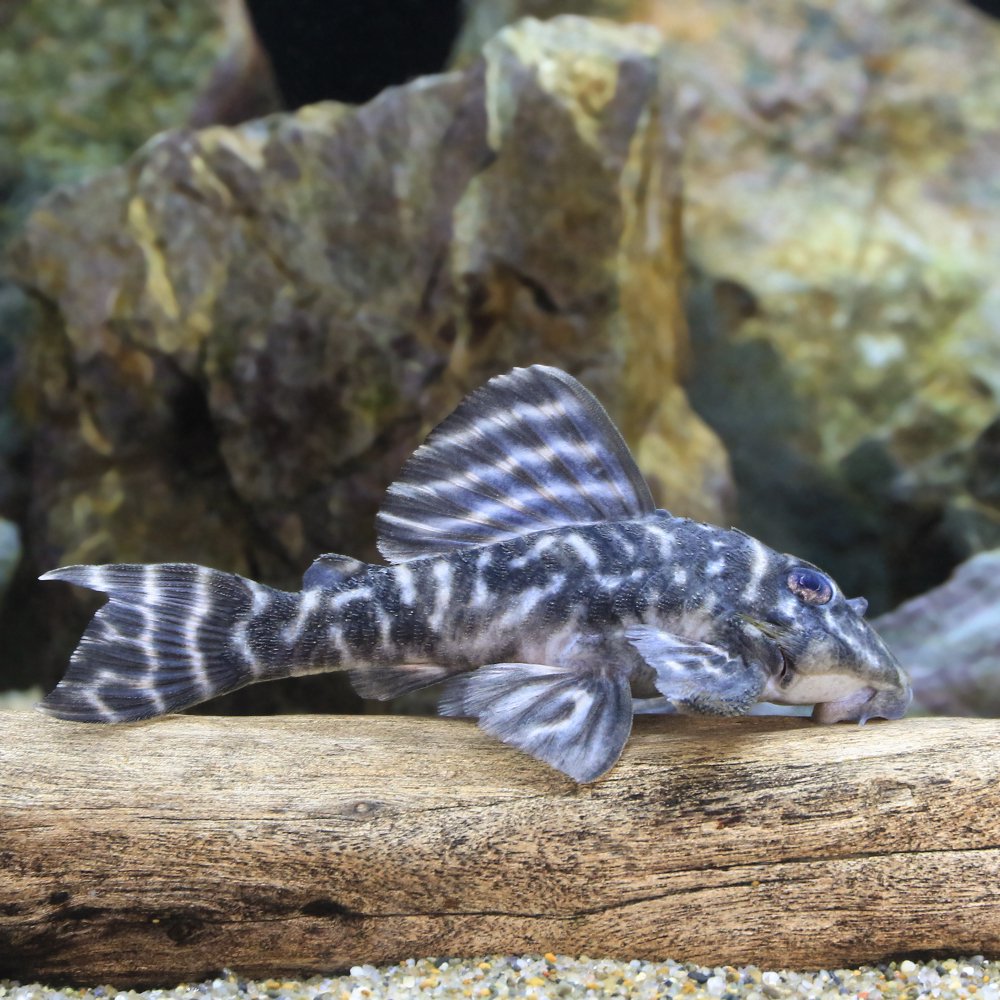 （熱帯魚）ダークエビル・ペコルティア　ヤムンダ産　Ｌ－４７５（ワイルド）（１匹）　北海道・九州航空便要保温　ＣＲＣ13―44―20―00―00