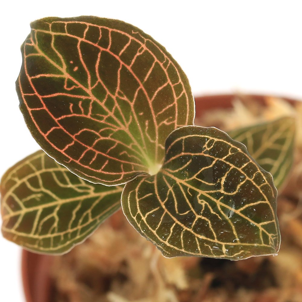 （テラリウム）アネクトキルス　アルボリネアータス　ブラックタンジェリン（１ポット）　ＣＲＣ12―88―30―00―00 4,924円