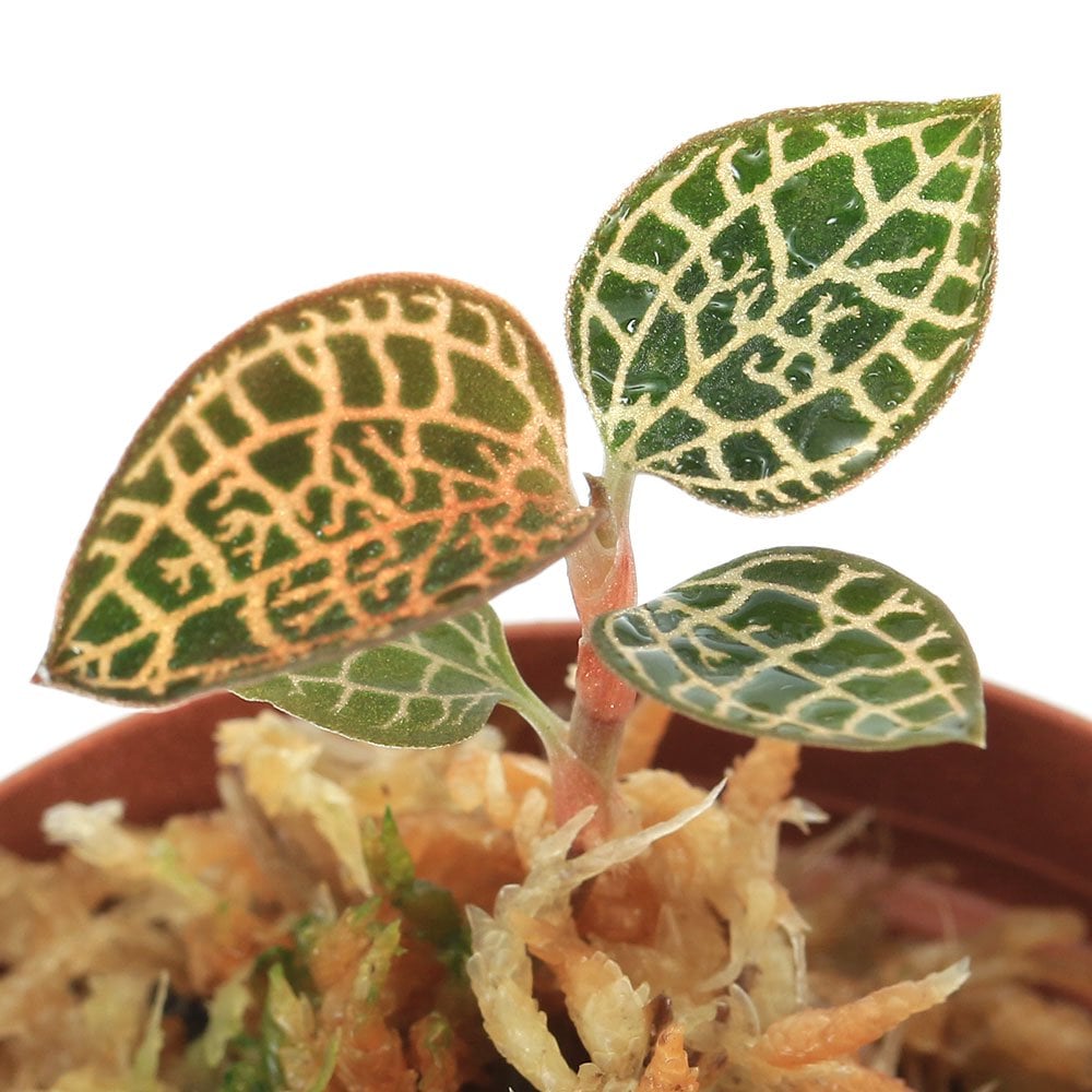 （テラリウム）アネクトキルス　ロクスバギー　ゴールドベイン（１ポット）　北海道・九州航空便要保温　ＣＲＣ12―88―30―00―00 5,405円