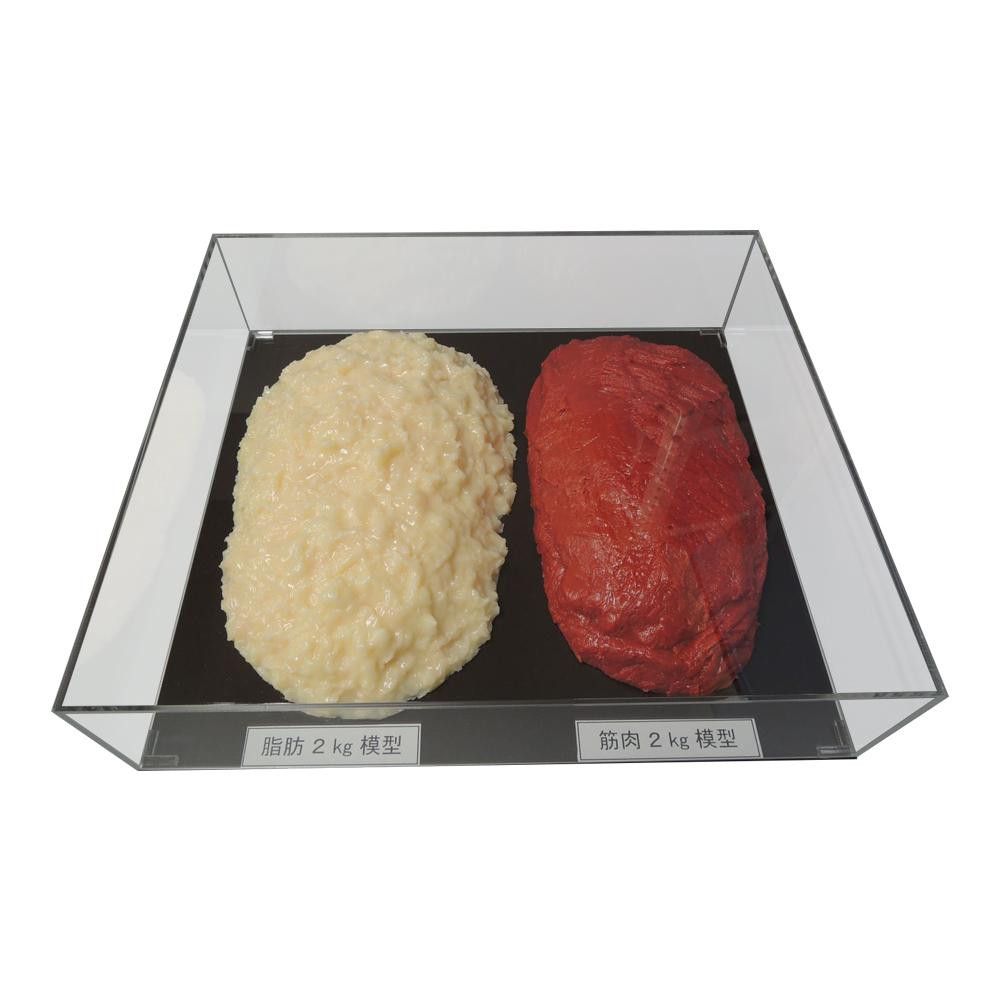 脂肪/筋肉対比セット（アクリルケース入）2kg IP-983