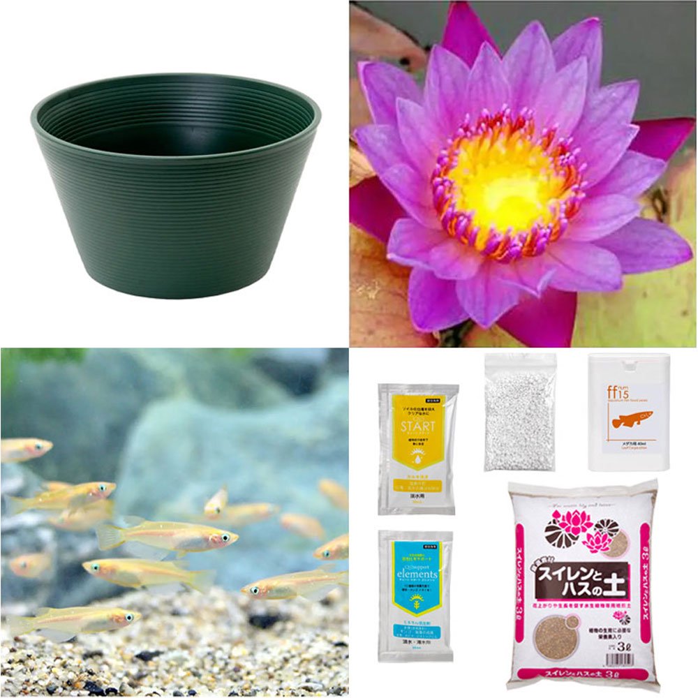 （ビオトープ）（めだか）初心者向け　睡蓮鉢で育てる　メダカ飼育セット（グリーン）熱帯性スイレン紫＋ひめだか６匹　説明書付　本州四国限定　飼育セット　ＣＲＣ15―10―27―35―20