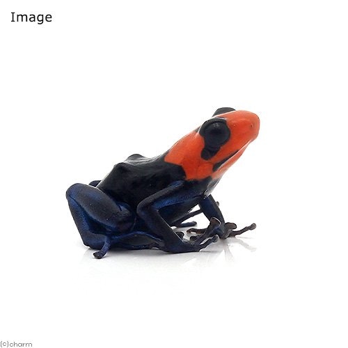 （両生類）ベネディクタヤドクガエル　パンパ　ヘルモサｐａｍｐａ　ｈｅｒｍｏｓａ（１匹）　ＣＲＣ17―05―35―20―00