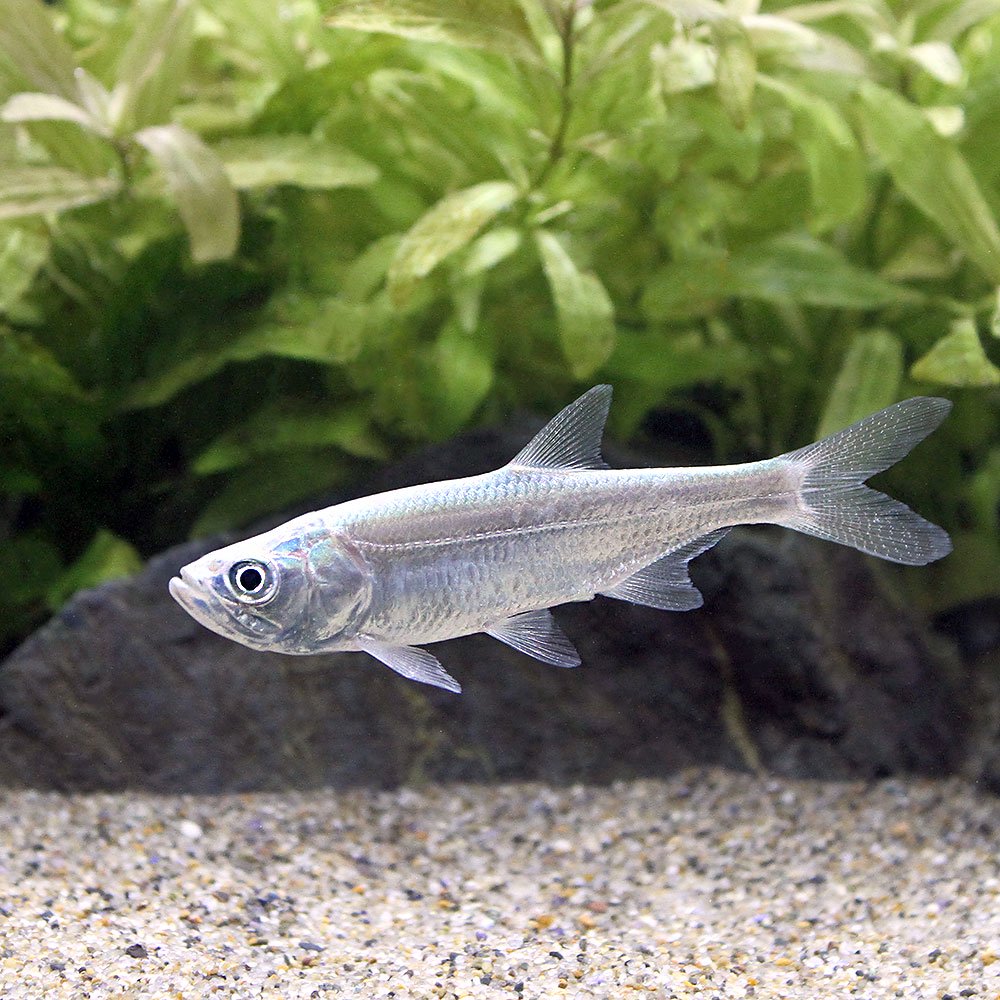 (熱帯魚)アトランティック ターポン(1匹) 北海道航空便要保温 CRC13―56―90―00―00