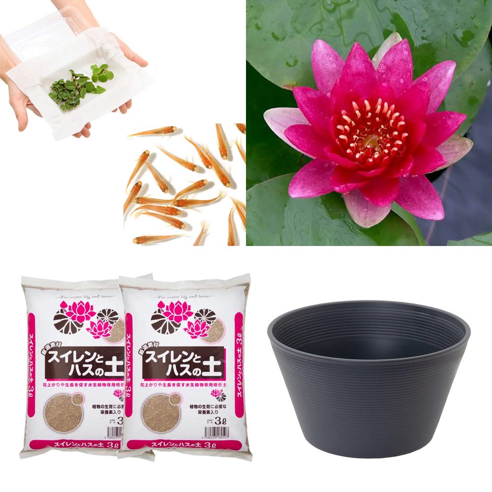（ビオトープ）（めだか）はじめての睡蓮栽培セット　エスカボークル＋睡蓮鉢＋ヒメダカ＋浮き草他　説明書付　本州四国限定　お一人様１点限り　ＣＲＣ15―10―20―10―50