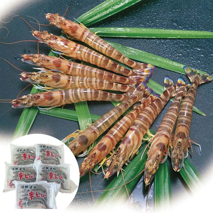 熊本 沖縄 活鮮凍結 活き〆冷凍車海老 C 車海老5パック (1パックに5尾 計約100g入) 離島は配送不可 7070003 お歳暮 お中元 お土産 ご進物 ギフト 贈り物に最適 8,265円