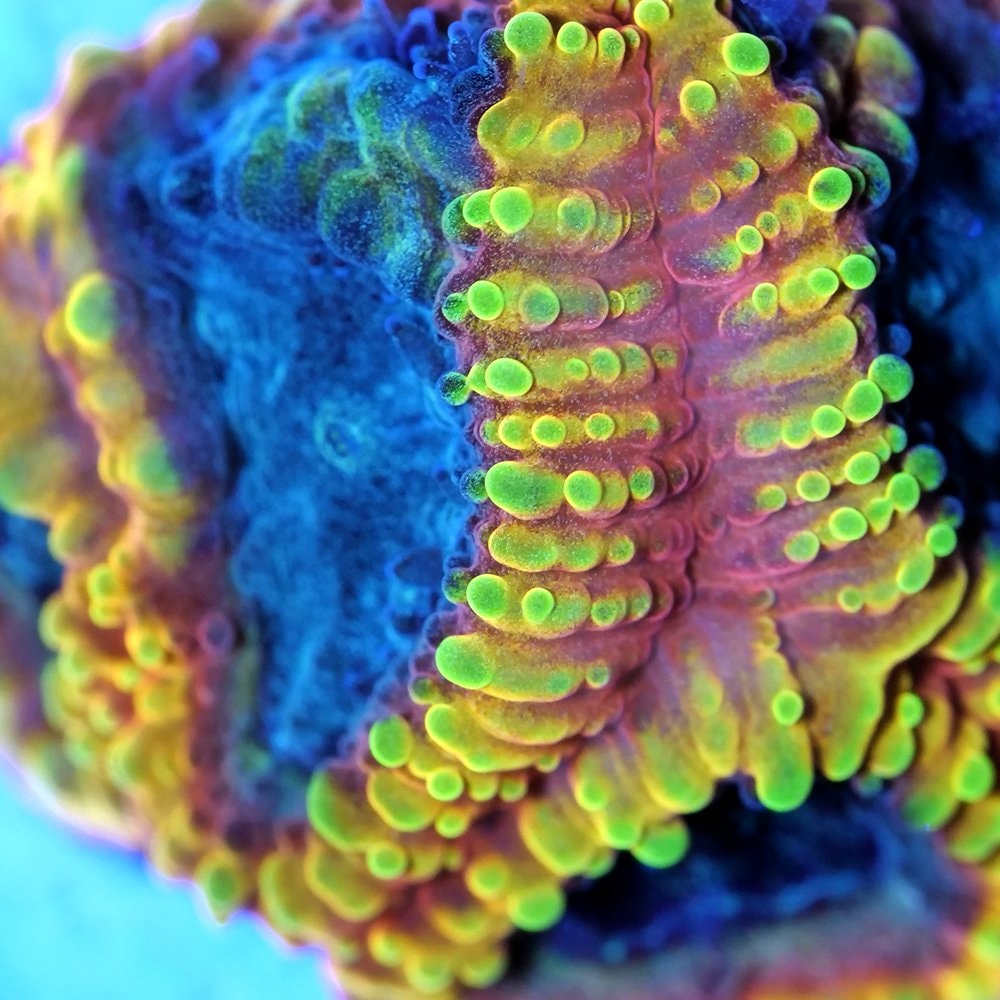 （サンゴ）フラグサンゴ　キクメイシｓｐ．　イエローサブマリン　ポリカプラグ付き（１個）ｗｈ‐５１　北海道・九州航空便要保温　ＣＲＣ26―50―80―00―00