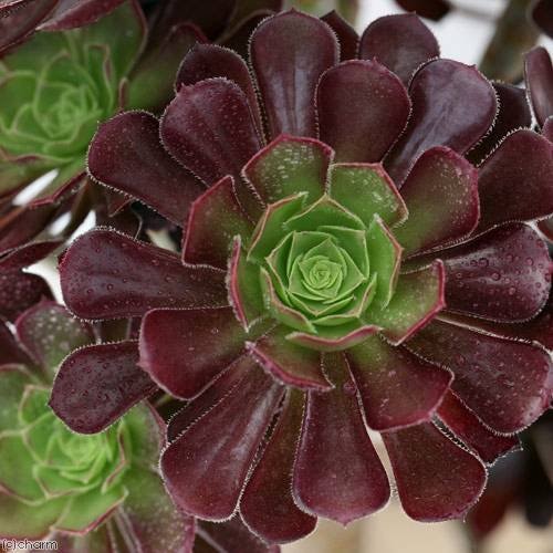 （多肉植物）アエオニウム　黒法師（クロホウシ）　６号（１鉢）　ＣＲＣ15―60―15―00―00