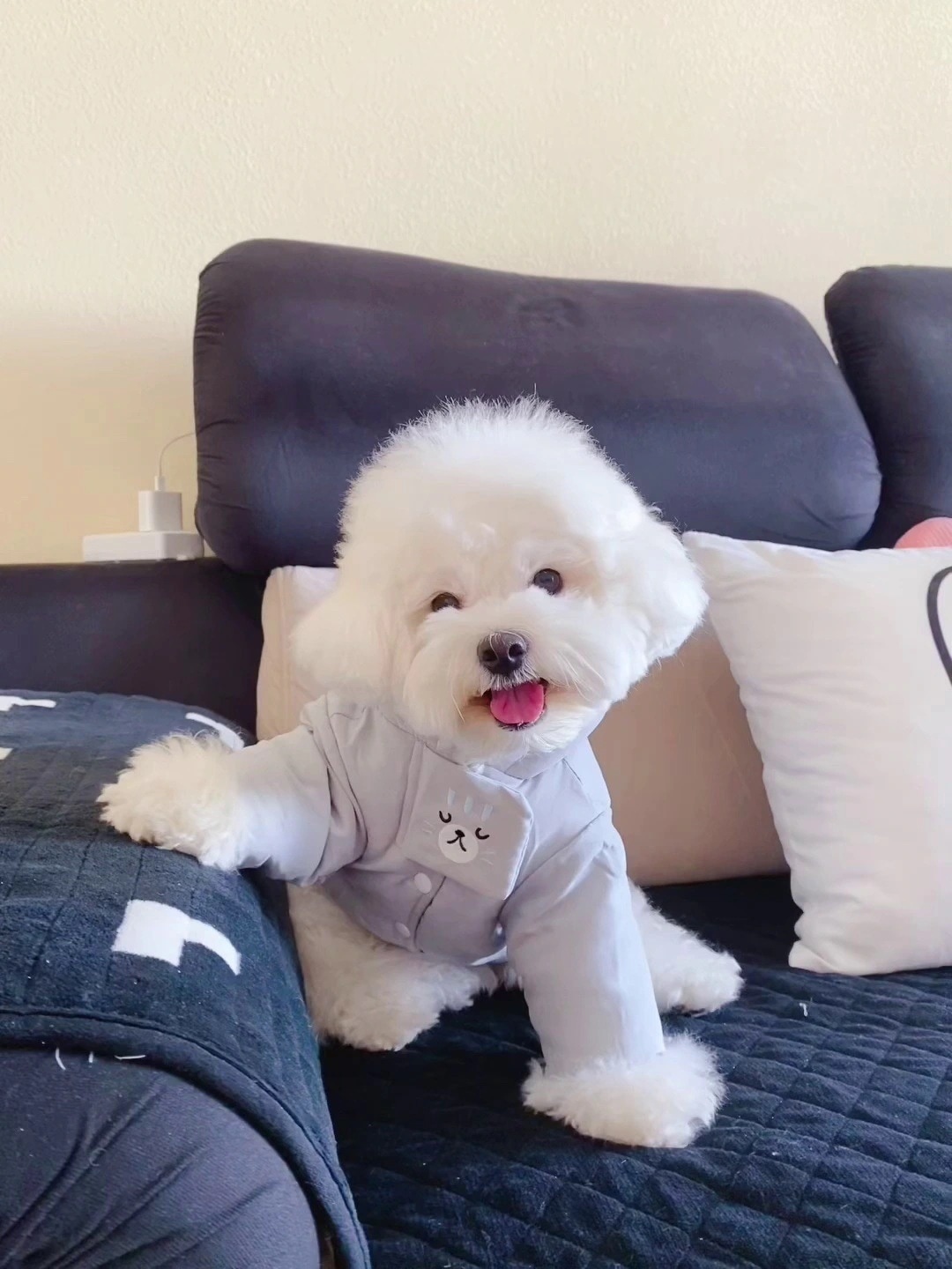 秋の犬服 厚手 綿 トップス 可愛らしい 犬猫服 秋 子犬猫服