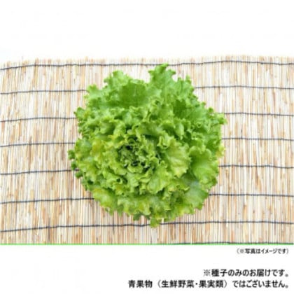 小林種苗 レタス種子 モントレー 7227 1dl