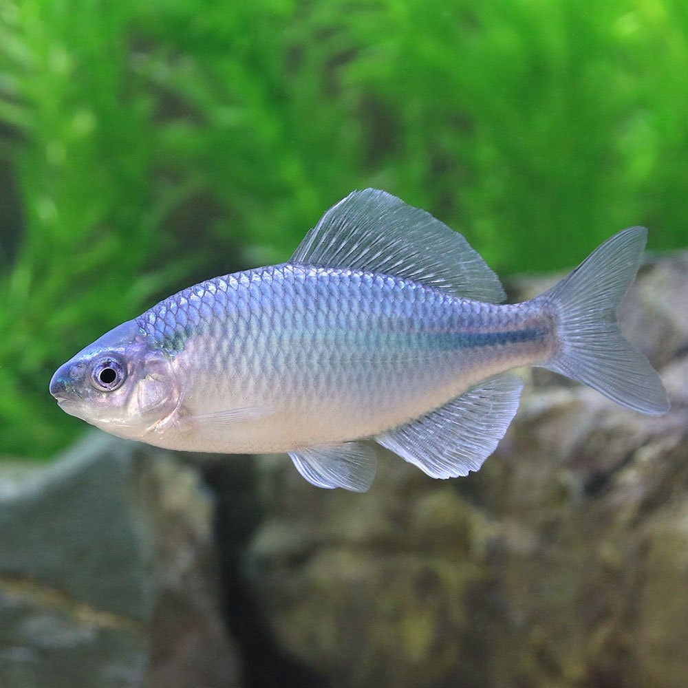 （淡水魚）カネヒラ　ブルーメタリック（３匹）　ＣＲＣ60―30―10―10―10
