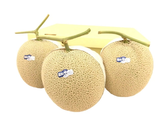 福井県 =温室マスクメロン= 秀品 超大玉3玉 約7kg 予約 9月以降