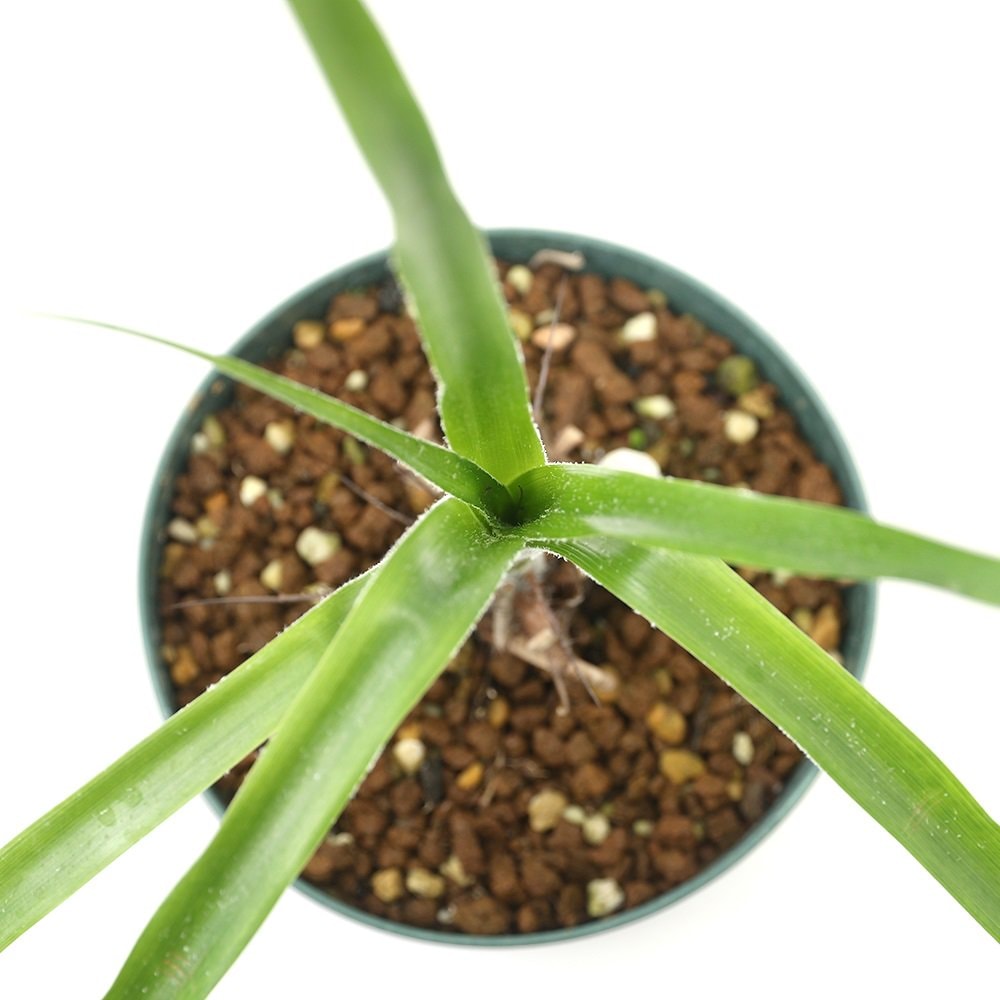 （観葉植物）ピトカイルニアｓｐ．　エクアドル産（１株）ブロメリア　ＣＲＣ17―80―40―00―00