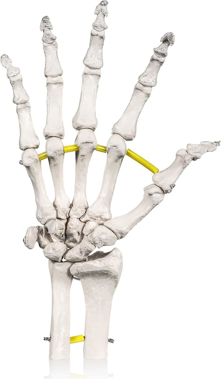 ビヨーンと伸縮コードで自由自在に動かせる手関節模型 人体模型 骨模型 PT監修 骨格標本 右手 等身大