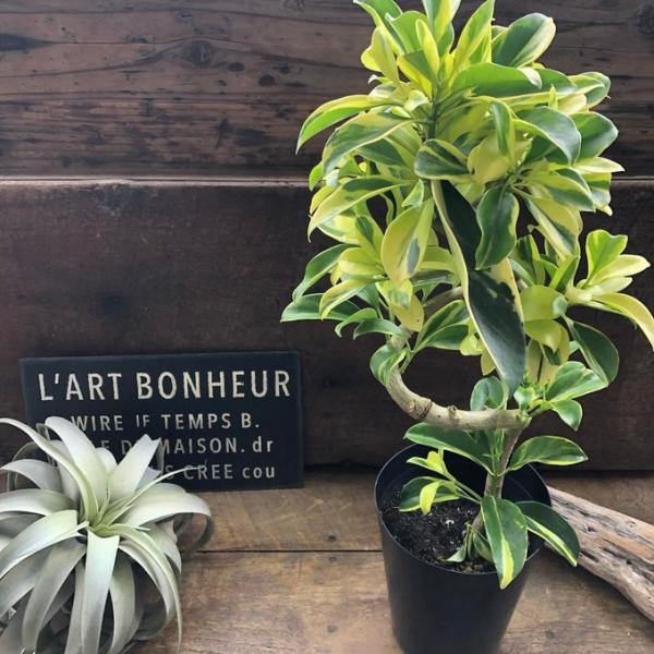 ファグライヤー フィカス 斑入り 希少品種 観葉植物