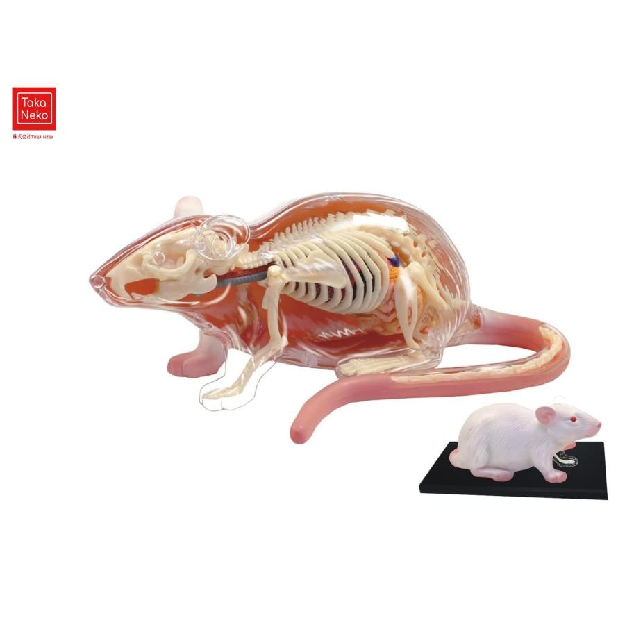 4D解剖学的医療モデルラット解剖モデルマウス解剖モデル29取り外し可能な臓器と体の部分教育に最適医学解剖モデル教育