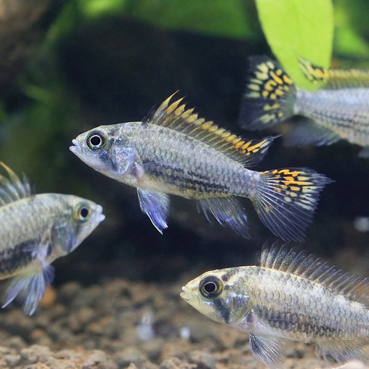 （熱帯魚）アピストグラマ・カカトイデス　ミックス（東南ブリード）（３匹）　北海道・九州航空便要保温　ＣＲＣ13―28―16―00―00