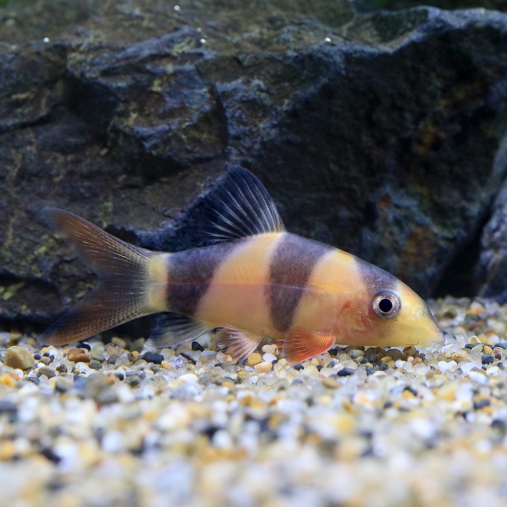 （熱帯魚）クラウンローチ　ショートボディー（３匹）　北海道・九州航空便要保温　ＣＲＣ13―26―07―00―00