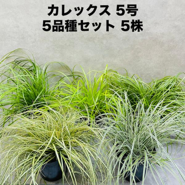 カレックス 5品種セット 寄せ植え用 5株セット 15cm苗 常緑多年草 グランドカバー カラーリーフ 庭 グランドカバー 花壇