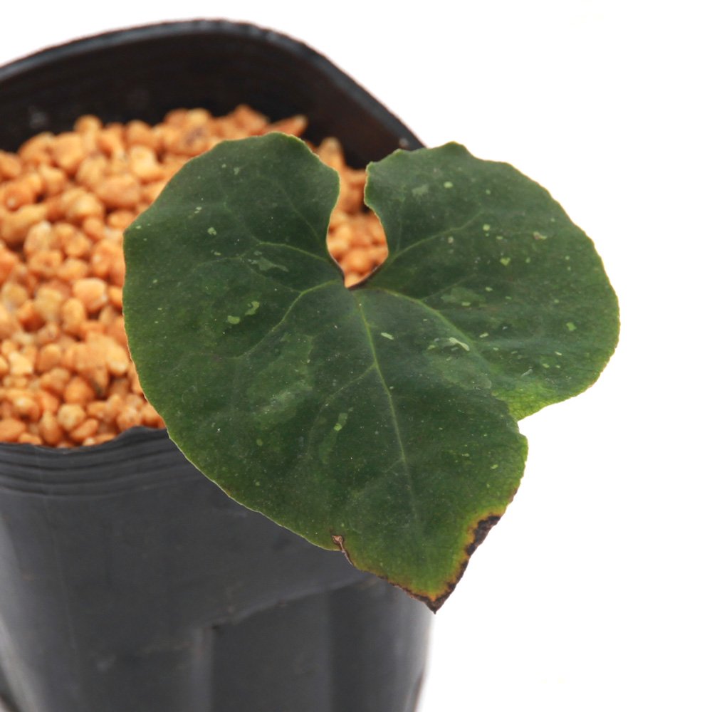 （山野草）カンアオイ（寒葵）タン花サイシン　アサルム　アンプリフローラム　台湾産　３号（１ポット）古典園芸　ＣＲＣ15―35―40―00―00