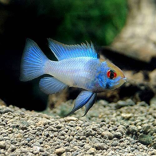 （熱帯魚）ブルーダイヤモンド・ラミレジィ（５匹）　北海道航空便要保温　ＣＲＣ13―28―10―00―00