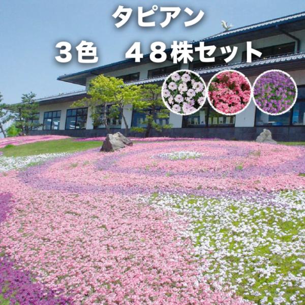 タピアン 3色入り 合計48株 9cmポット苗 3号 バーベナ属 サントリーフラワーズ グランドカバー 雑草対策